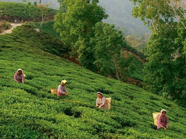 TEA CULTURE: DARJEELING & KALIMPONG