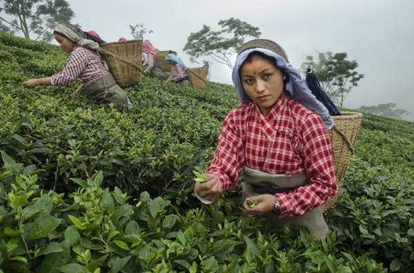 TEA CULTURE: DARJEELING & KALIMPONG