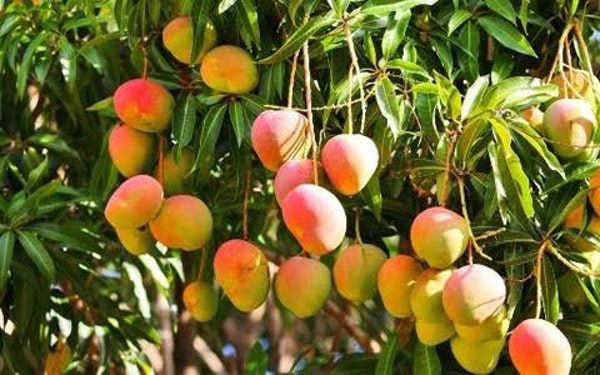 EL INCREÍBLE ALFONSO: UN MANGO GASTRONÓMICO