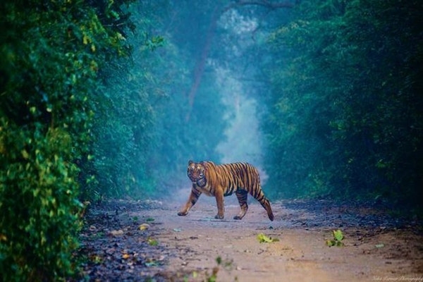 SAUVAGE & MERVEILLEUX - PARC NATIONAL JIM CORBETT